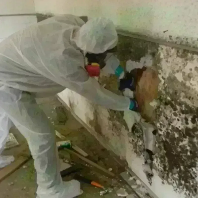 Mold Remediation and Removal in San Antonio, PR